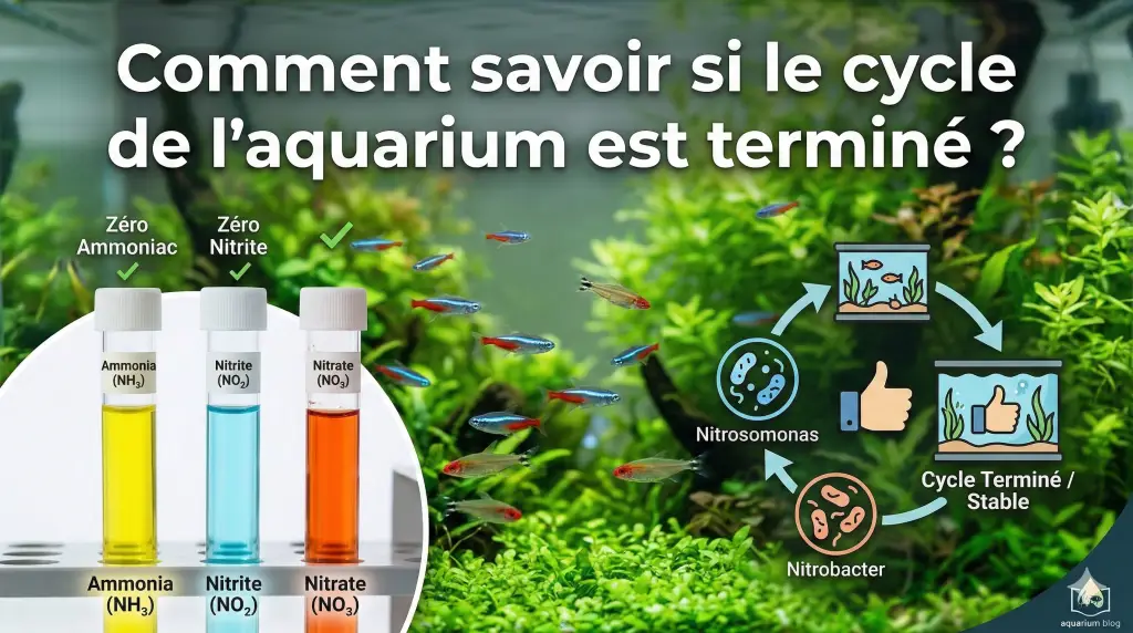 Aquarium planté débutant avec tests d’eau montrant un cycle aquarium terminé