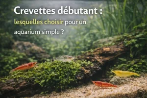 Crevettes débutant dans un aquarium planté simple