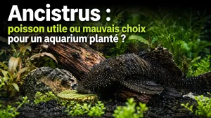 Ancistrus dans un aquarium planté avec racines