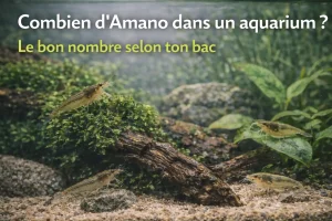 Combien d’Amano dans un aquarium ?