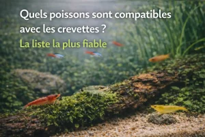 Poissons compatibles avec les crevettes dans un aquarium planté