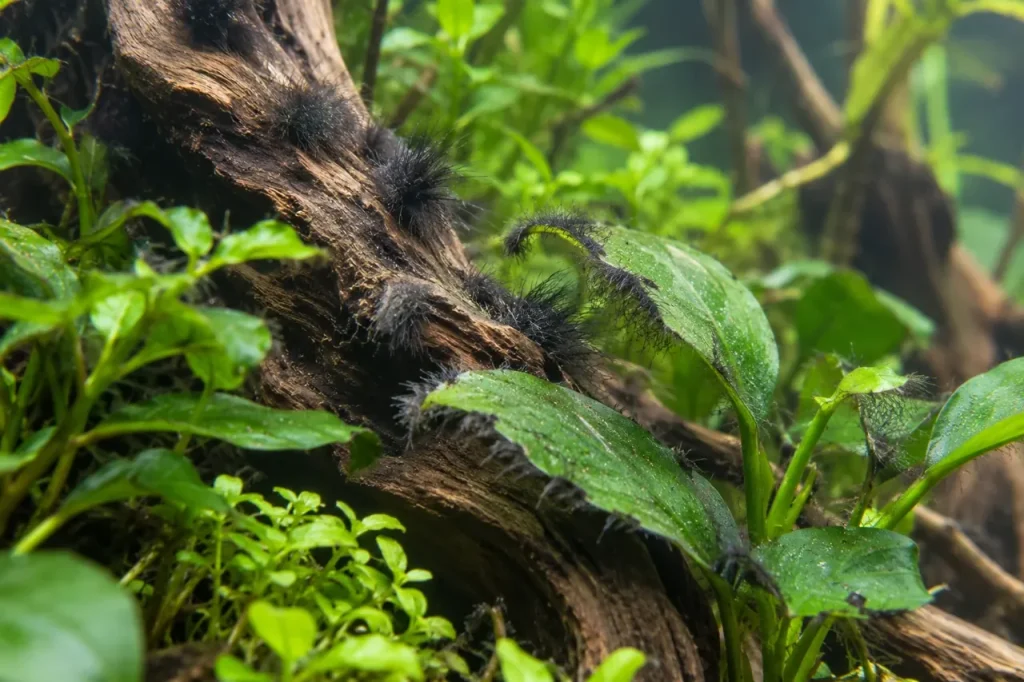 Algue barbue noire sur une racine et des feuilles d’aquarium planté
