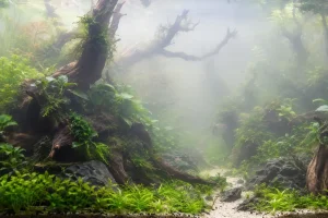 Aquarium planté à l’eau trouble et laiteuse