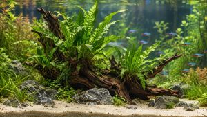 Fougère de Java (Microsorum) fixée sur une racine dans un aquarium planté